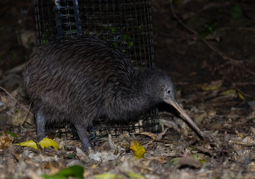 North Island Brown Kiwi