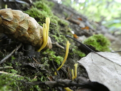 Clavulinopsis corniculata