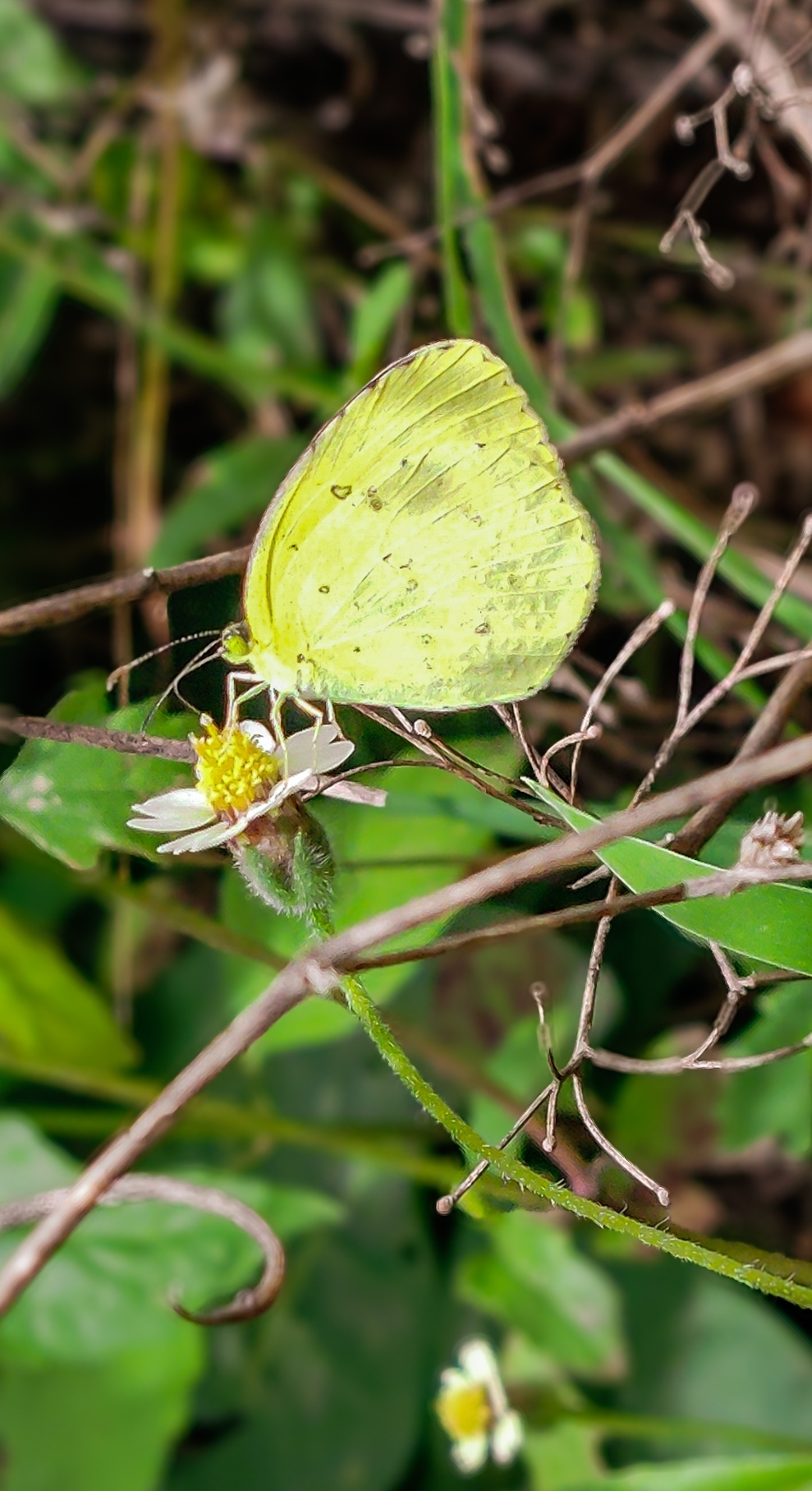 Common Grass Yellow