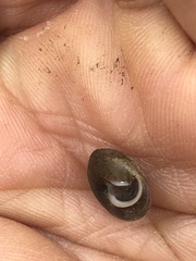 Euchemotrema fraternum