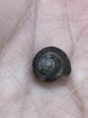 Euchemotrema fraternum