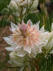 Serruria florida