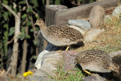 Nothoprocta perdicaria