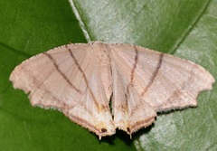 Orudiza protheclaria