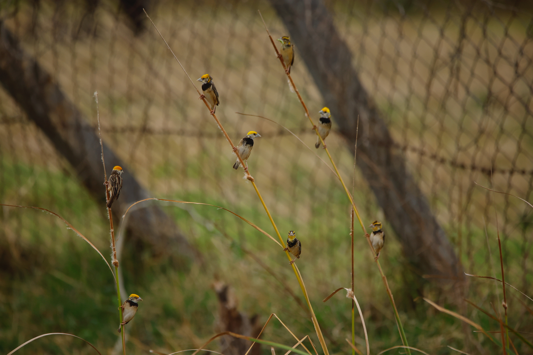 Black-breasted Weaver (Ploceus benghalensis), photo 3