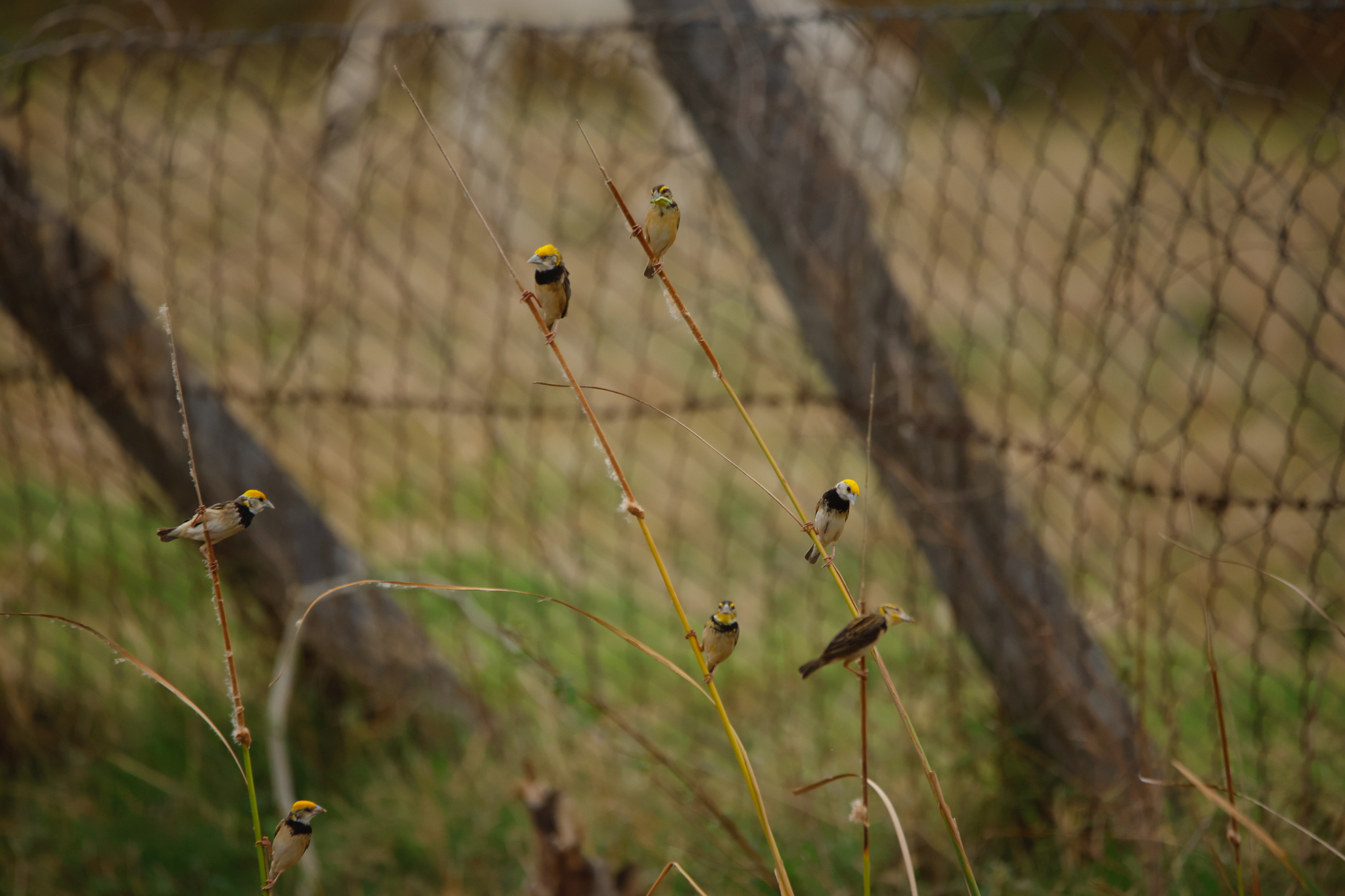 Black-breasted Weaver (Ploceus benghalensis), photo 4
