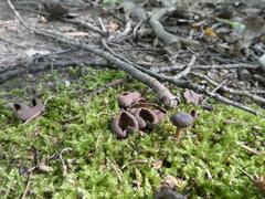 Otidea alutacea