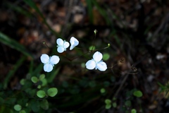 Libertia
