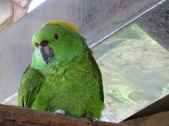 Amazona auropalliata
