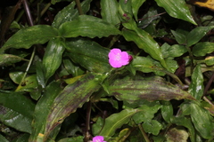 Tradescantia poelliae