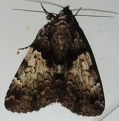 Chytonix palliatricula
