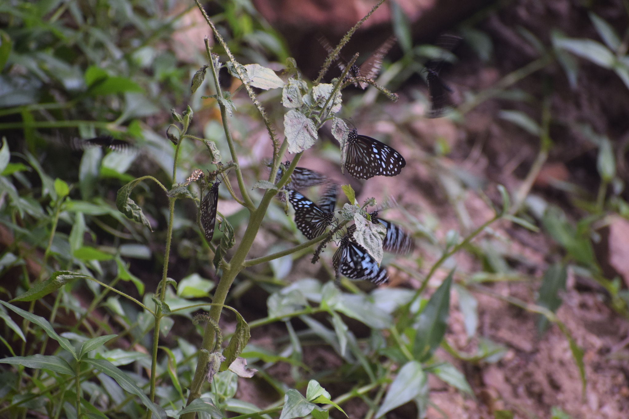 Dark Blue Tiger