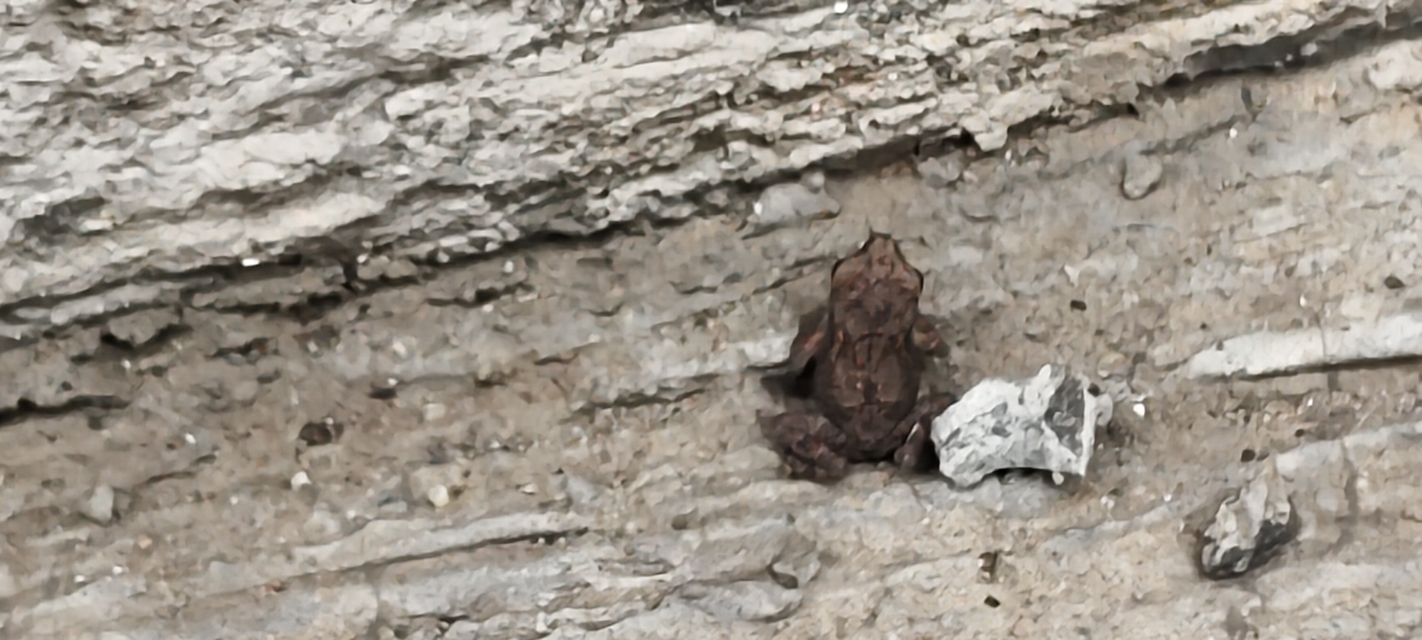 Indian Common True Toad