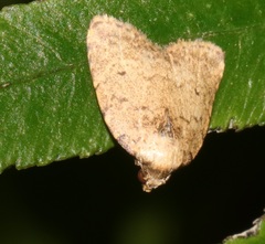 Anachrostis