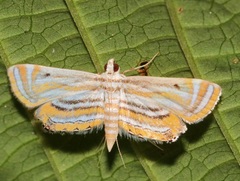 Parapoynx villidalis