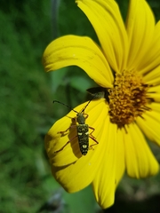 Ochraethes sulphurifer