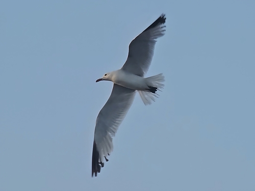 Avistamiento Gaviota de Audouin