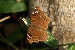 Junonia natalica natalica