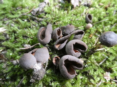 Otidea alutacea