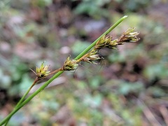 Carex laeviculmis