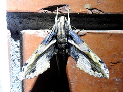 Xylophanes crenulata