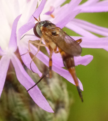 Stylogaster biannulata