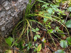 Carex laeviculmis