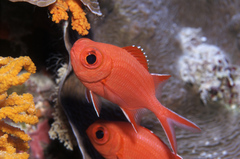 Whitetip Soldierfish photo 2