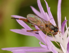 Stylogaster biannulata