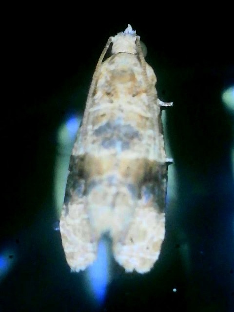 Lobesia orthomorpha