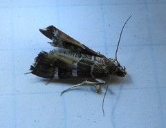 Hymenia perspectalis