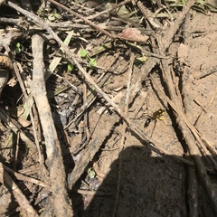 Sceliphron fistularium