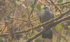 Columba pulchricollis