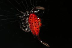 Gasteracantha falcicornis