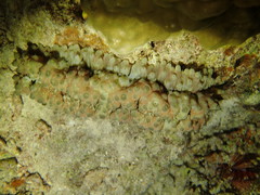 Stichopus monotuberculatus