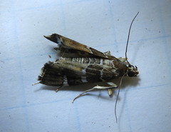Hymenia perspectalis
