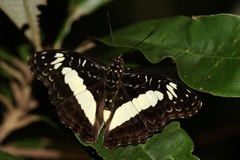 Euptera