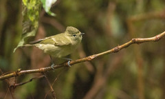 Sylviparus modestus