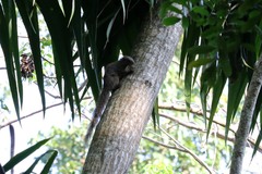 Heliosciurus undulatus