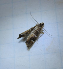 Hymenia perspectalis