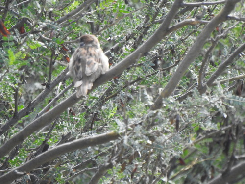 Eurasian Tree Sparrow