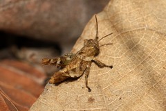 Coptacrinae
