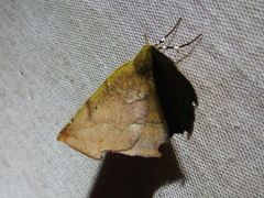 Phyllodonta