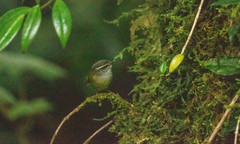 Phylloscopus maculipennis