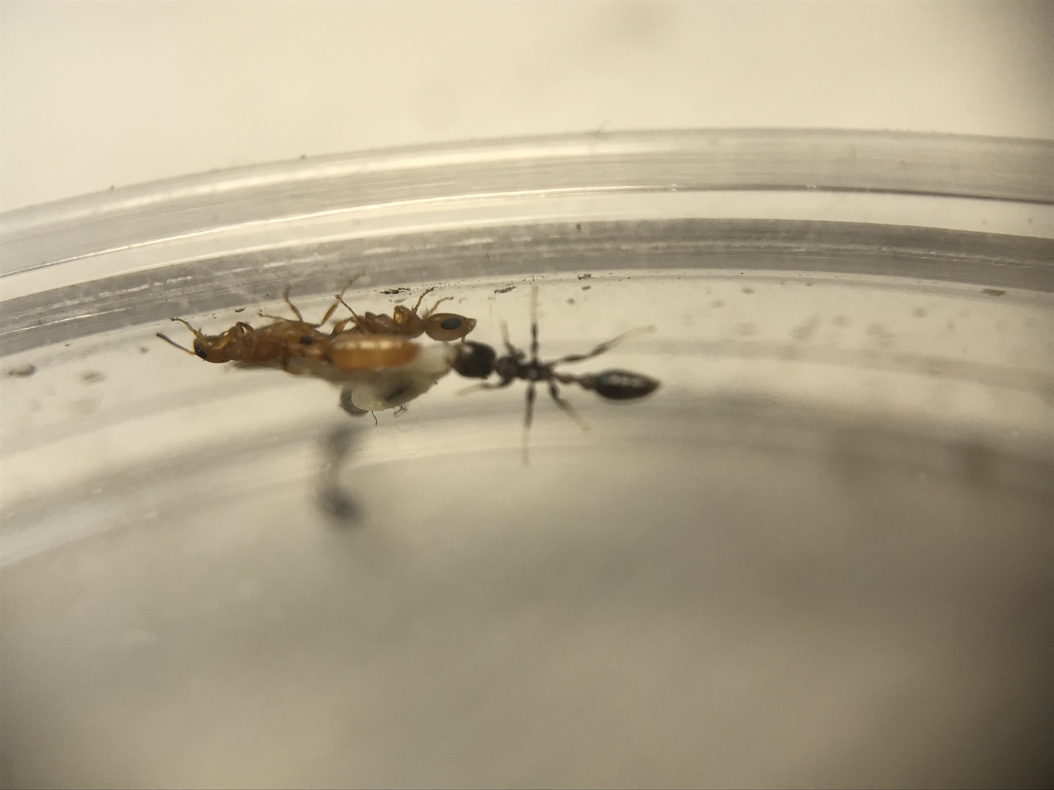 Pseudomyrmex leptosus