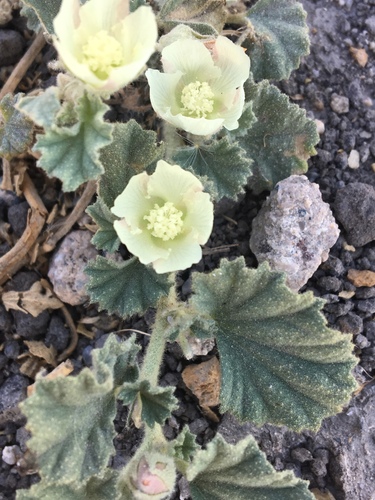 iNaturalist observation photo of alkali mallow