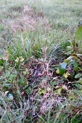 Epilobium ciliatum watsonii