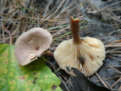 Lactarius oculatus