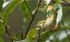 Phylloscopus reguloides