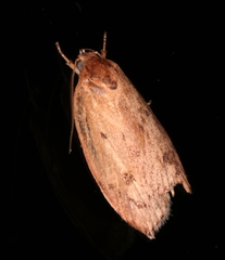 Prionocris